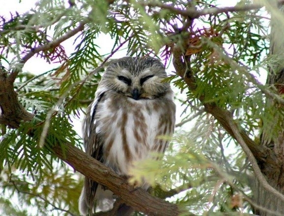 Beaver Lake Nature Center