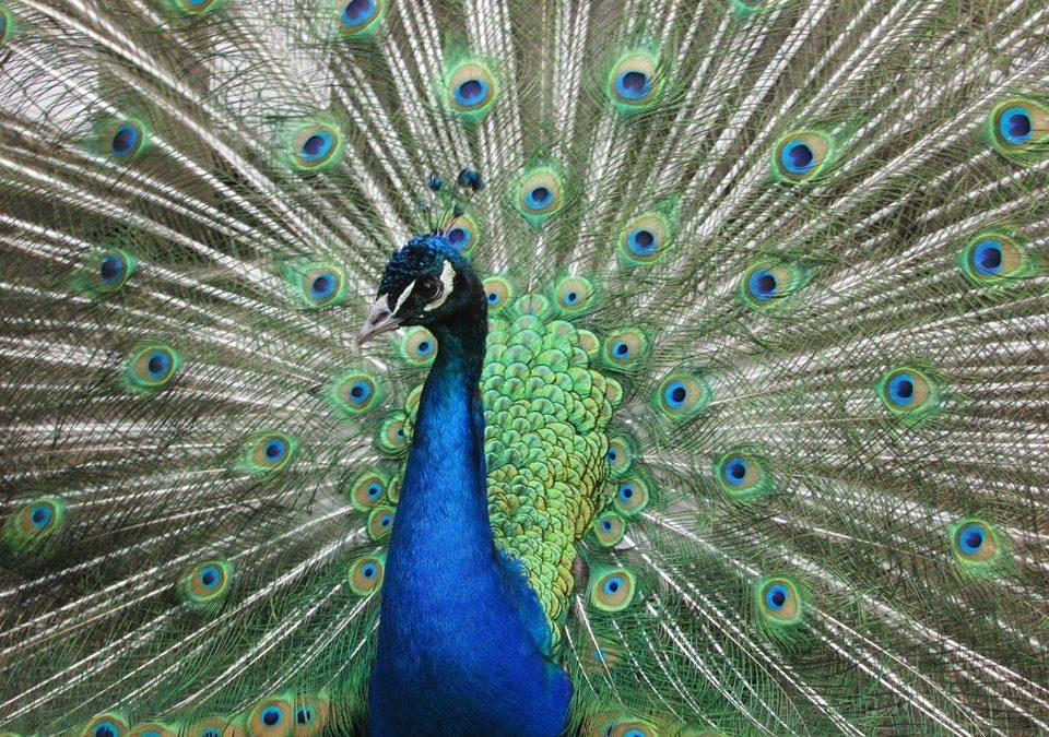 Forsyth Nature Center