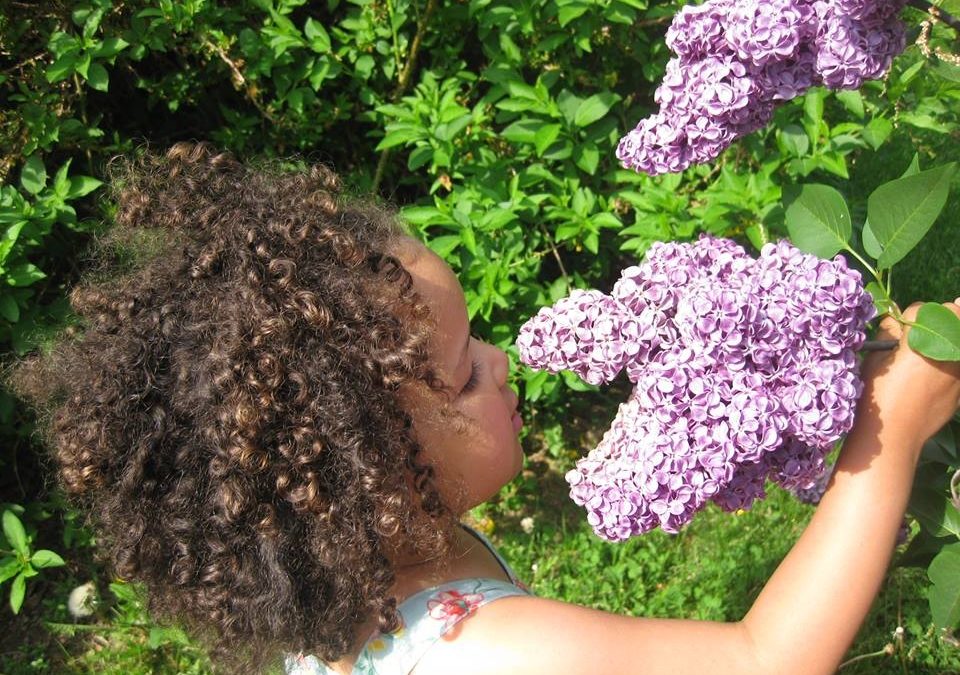 Rochester Lilac Festival | 5/8-17