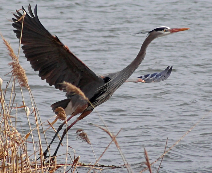 Montezuma Wildlife Refuge